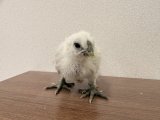 アニマル大学にて桂チャボ・烏骨鶏のヒナ予約販売開始❕