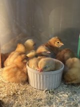 【アニマル大学にて完全予約販売】１２月５日ボリスブラウンのヒヨコ入荷予定★