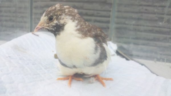 画像1: 姫ウズラ　パイド系統の種卵　１０個 ＋おまけ５個 (1)