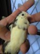 画像3: 姫ウズラ　パイド系統の種卵　１個  (3)