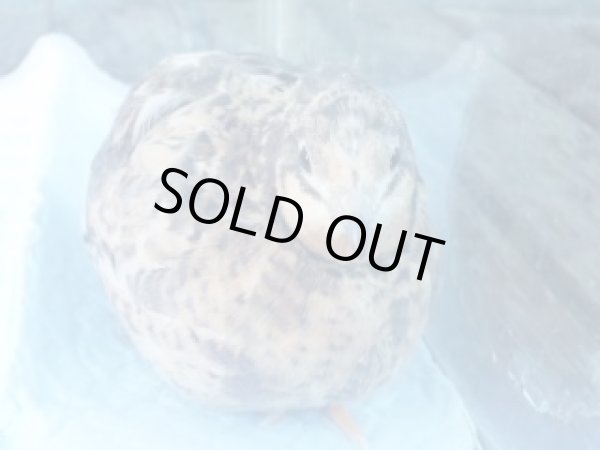 画像2: 姫ウズラの色変わり種卵　おまかせ　５個 ＋おまけ２個 (2)