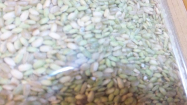 画像2: 送料無料　ウズラに青米　１５ｋｇ　（１．５ｋｇＸ１０袋）（2025年の新米のくず米・青米・小米） (2)