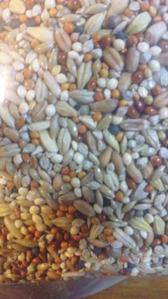 画像1: ウズラ穀物フード　ドリームブレンド　１０ｋｇ箱入り (1)