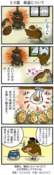 画像1: ウズラ大学　オリジナル４コマ漫画第２０話 (1)