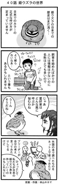 画像1: ウズラ大学　オリジナル４コマ漫画第４０話 (1)