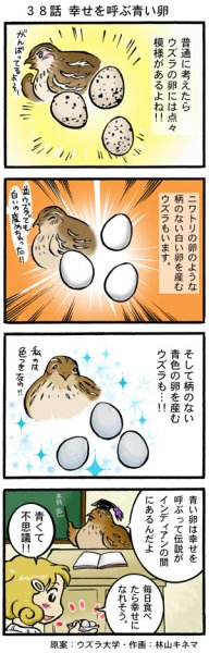 画像1: ウズラ大学　オリジナル４コマ漫画第３８話 (1)
