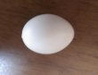 画像3: ハトの擬卵(偽卵)　２個入り (3)