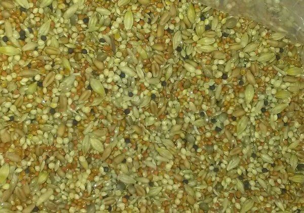 画像3: 送料無料　外国産ウズラ用フード　ドリームクェール　２０ｋｇ（１ｋｇＸ２０袋）　 (3)