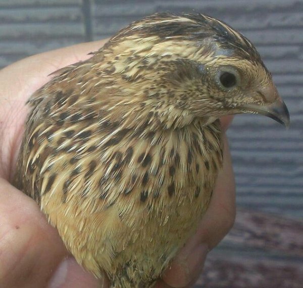 画像4: 並ウズラ　シルバー　オスとノーマル　メスのペア 　 (4)