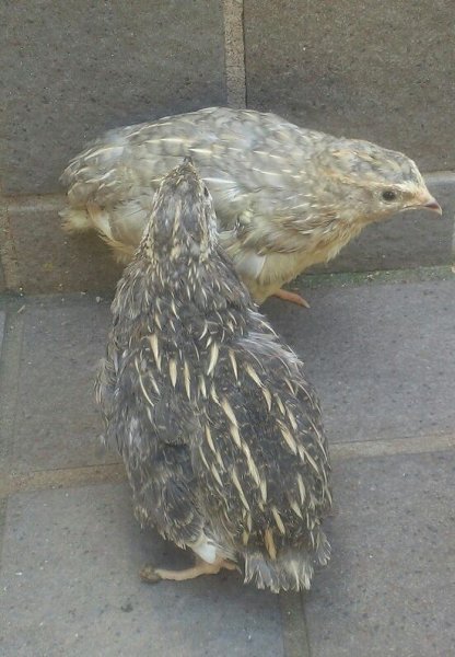 画像3: 並ウズラ　シルバー　オス  (3)