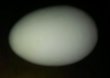 画像2: ニワトリの擬卵(偽卵）　１個 (2)