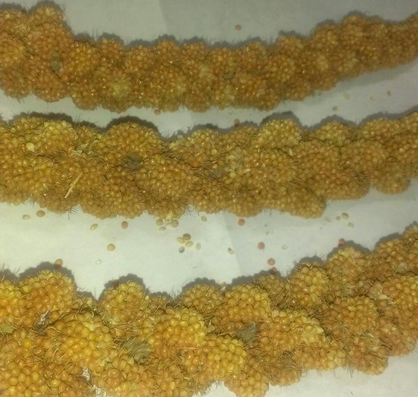 画像3: ウズラ大学　粟の穂（ゴールデンミレット）　９００ｇ（３００ｇＸ３） (3)