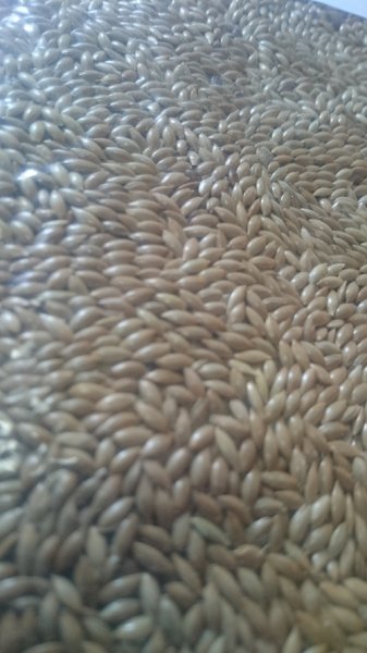 画像2: 小鳥用フード　カナリーシード　７００ｇ (2)