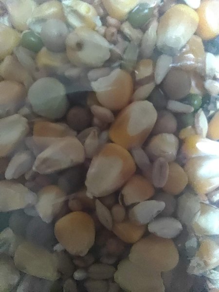 画像3: 送料無料　ウズラ大学　小鳩のエサ　ドリーム小鳩　２０ｋｇ箱　 小鳩・育成中の鳩のフード (3)