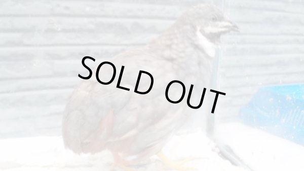 画像2: 姫ウズラ　シナモン種卵　５個＋おまけ２個  (2)