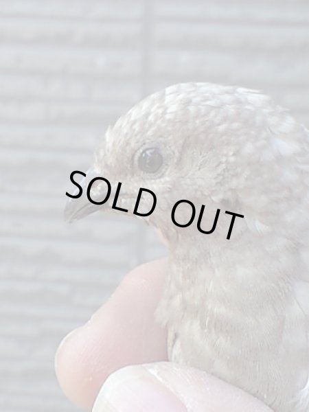 画像3: 姫ウズラ　シナモン種卵　５個＋おまけ２個  (3)