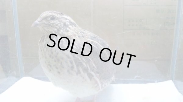 画像3: レオジャンボウズラ　ノーマル　メス　２１０〜２３９ｇ (3)