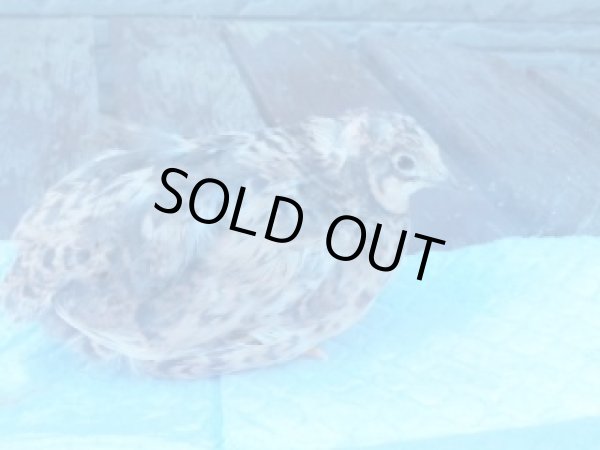 画像2: 姫ウズラ　レッドブレスト　メス  (2)