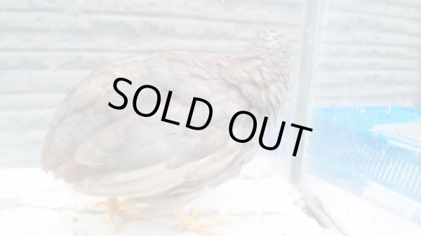 画像4: 姫ウズラ　シナモン種卵　５個＋おまけ２個  (4)