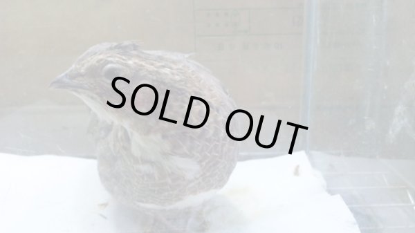 画像3: ジャンボウズラ　チョコパイド　オス　１８０〜２０９ｇ (3)