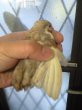 画像2: 姫ウズラ　パイド系統の種卵　１個  (2)