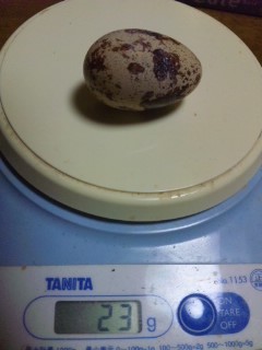 ２３グラムのレオジャンボウズラの卵