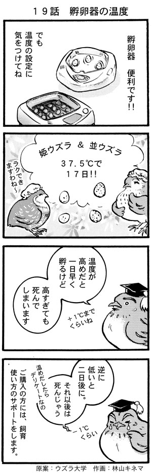 ウズラ大学 オリジナル４コマ漫画第１９話 ウズラ大学 うずら 鶉 ウズラ