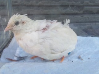 姫ウズラ おまかせ メス ウズラ大学 うずら 鶉 ウズラ